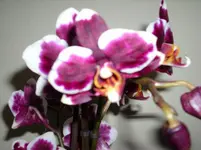 Orchi1.webp