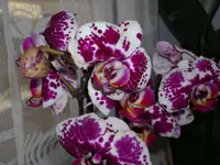 Orchi2.webp