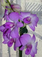 Orchi3.webp