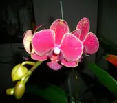 Orchi5.webp