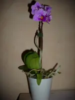 Mini Phal.webp