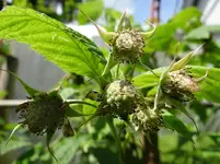 Himbeeren.webp