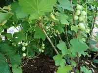 Johannisbeeren.webp
