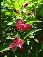 Weigelie1.webp