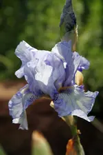 GnuBlues.webp