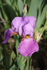 333333.webp