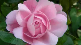 DSCN4863.webp