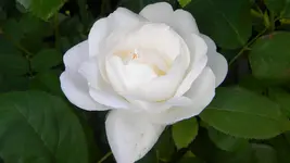 DSCN4864.webp