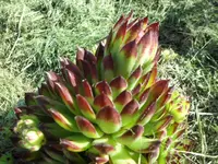 SAM_1122.webp