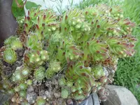 SAM_1123.webp