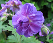 Geranium himalayense `plenum`.webp