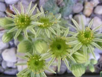 Wurze1 12.6.2013.webp