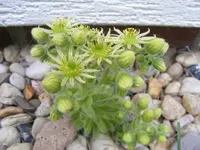 Wurze2 12.6.2013.webp