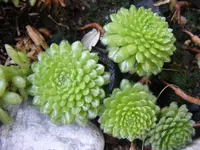 Wurze3 12.6.2013.webp