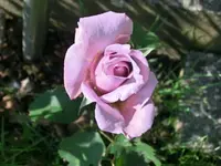CIMG3482.webp