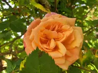 CIMG3484.webp
