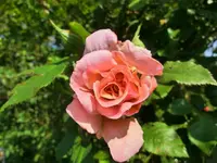 CIMG3485.webp