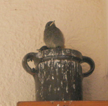 rotschwänzchen nachdenklich.webp