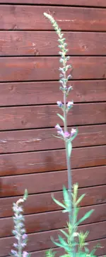 Blume3.webp