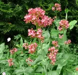 Blumen1.webp Blumen1.webp