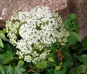 Blumen3.webp