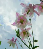 Blumen Akelei1.webp