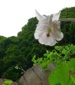 Blumen Akelei 3.webp