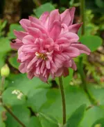 Blumen Akelei nah.webp