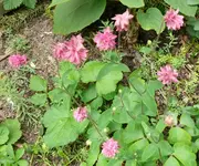 Blumen Akelei.webp
