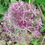 Blumen Allium Zierlauch1.JPG