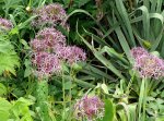 Blumen Allium Zierlauch.JPG