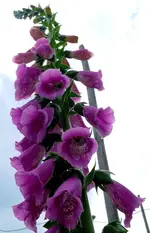 Blumen Fingerhut1.webp