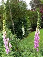 Blumen Fingerhut2.webp