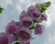 Blumen Fingerhut3.webp