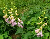 Blumen Fingerhut4.webp