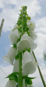 Blumen Fingerhut6.webp