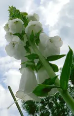 Blumen Fingerhut7.webp