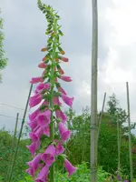 Blumen Fingerhut.webp