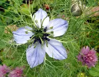 Blumen Gretel im Busch.webp