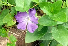 Blumen immergrün.webp