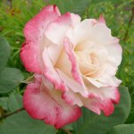 Blumen Rose1.JPG