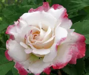 Blumen Rose2.webp