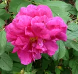 Blumen Rose.webp