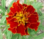 Blumen Tagetes.JPG