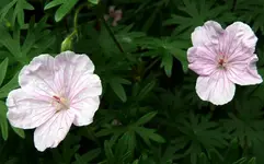 Blumen.webp