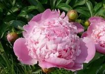 Pfingstrose r1.webp