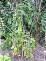 SAM_0917.webp