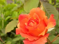 Rose 2.webp