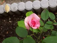 Rose 3.webp