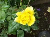 Rose 8.webp
